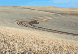Combine harvesting wheat
