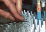 Sample tubes in a laboratory rack
